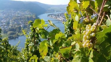Weinfest Zum wohl Riol
